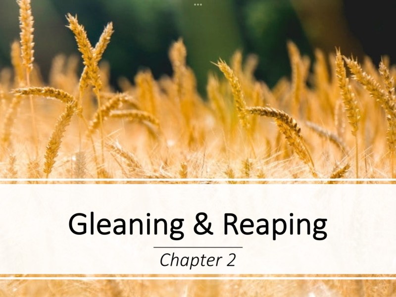 Sermon: Gleaning &&nbsp;Reaping