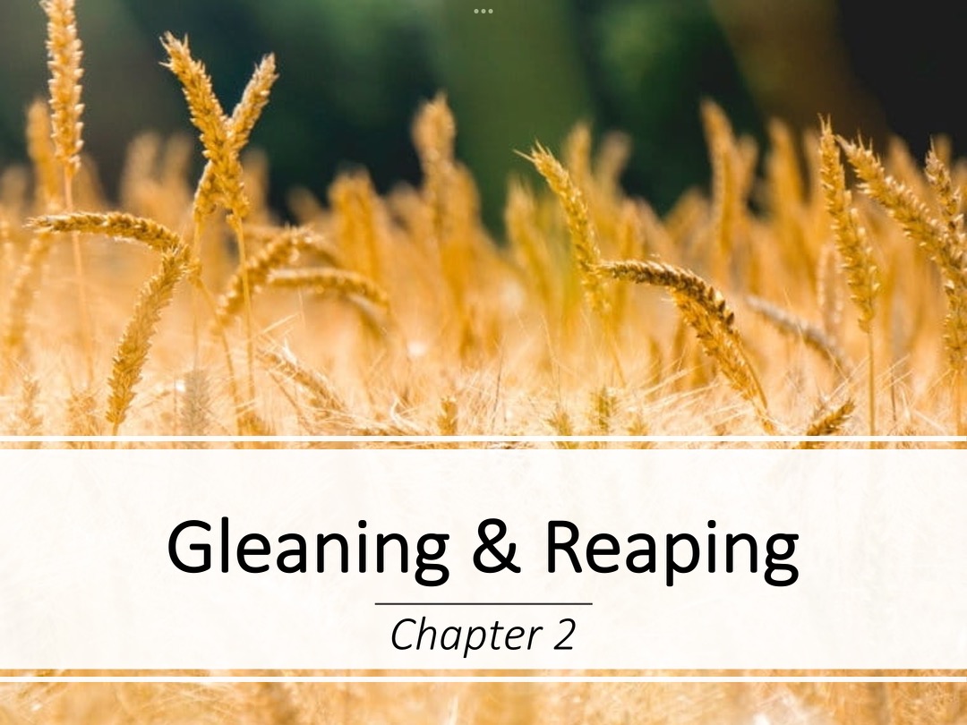 Sermon: Gleaning & Reaping